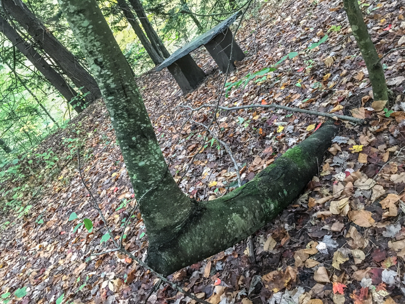 Bench & tree	