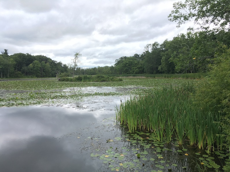 View of Ann Lee Pond