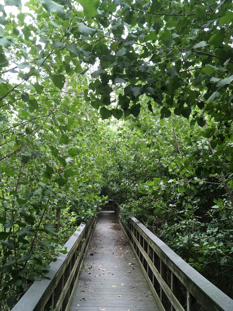 Entering the trail