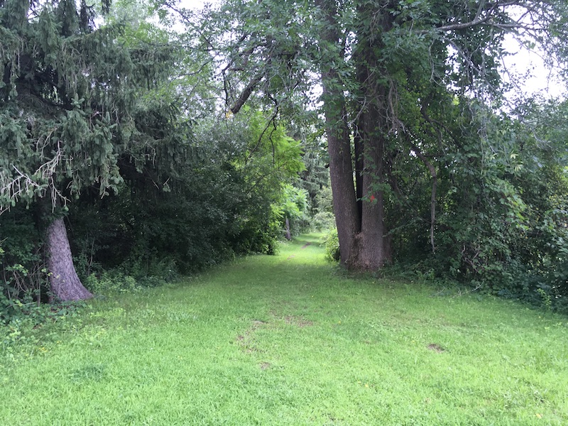 Trail through the grass