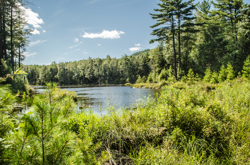 Pond along trail