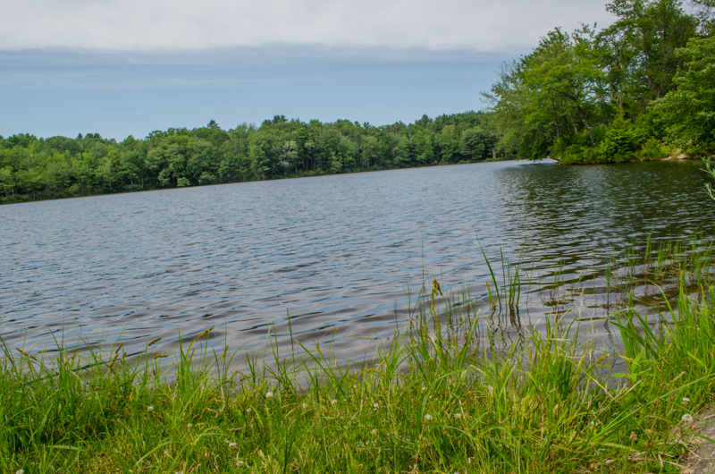 Shore of pond