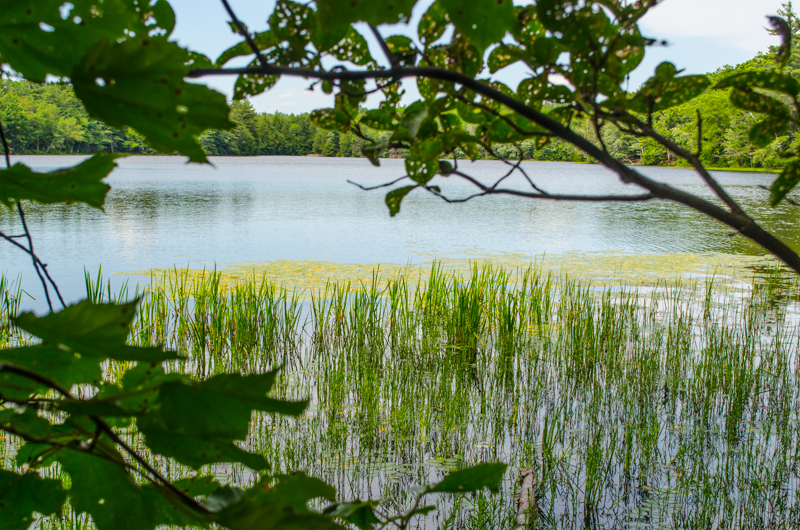 Pond viewed through trees