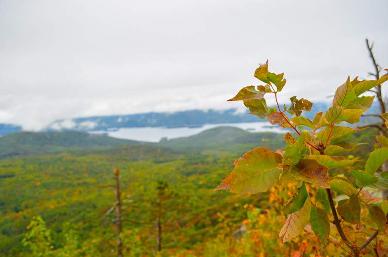 Fall foliage