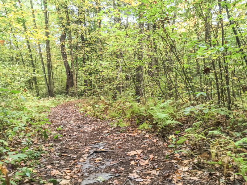 Path through woods