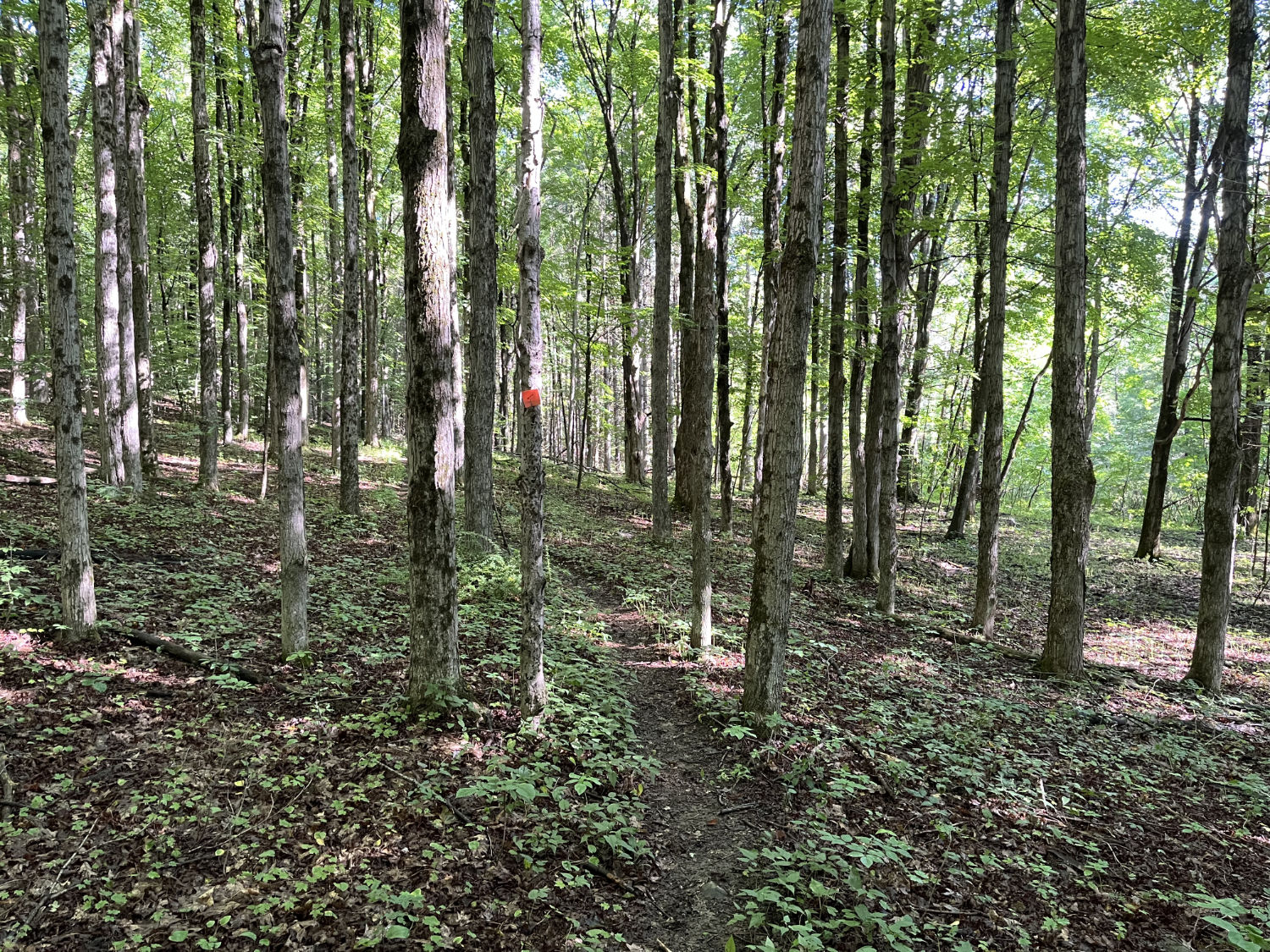 Trail