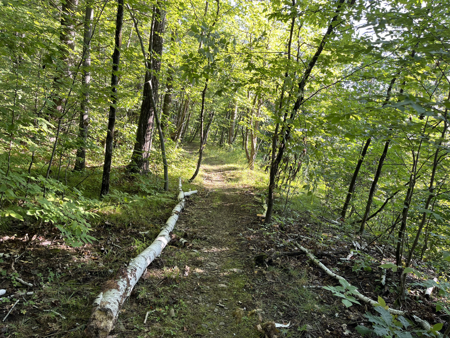 Trail