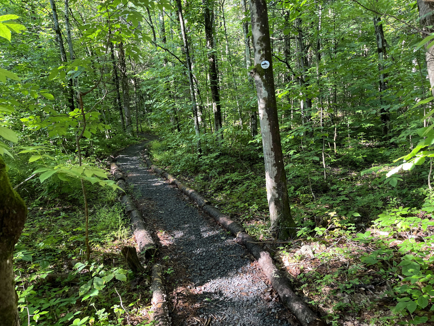 Trail