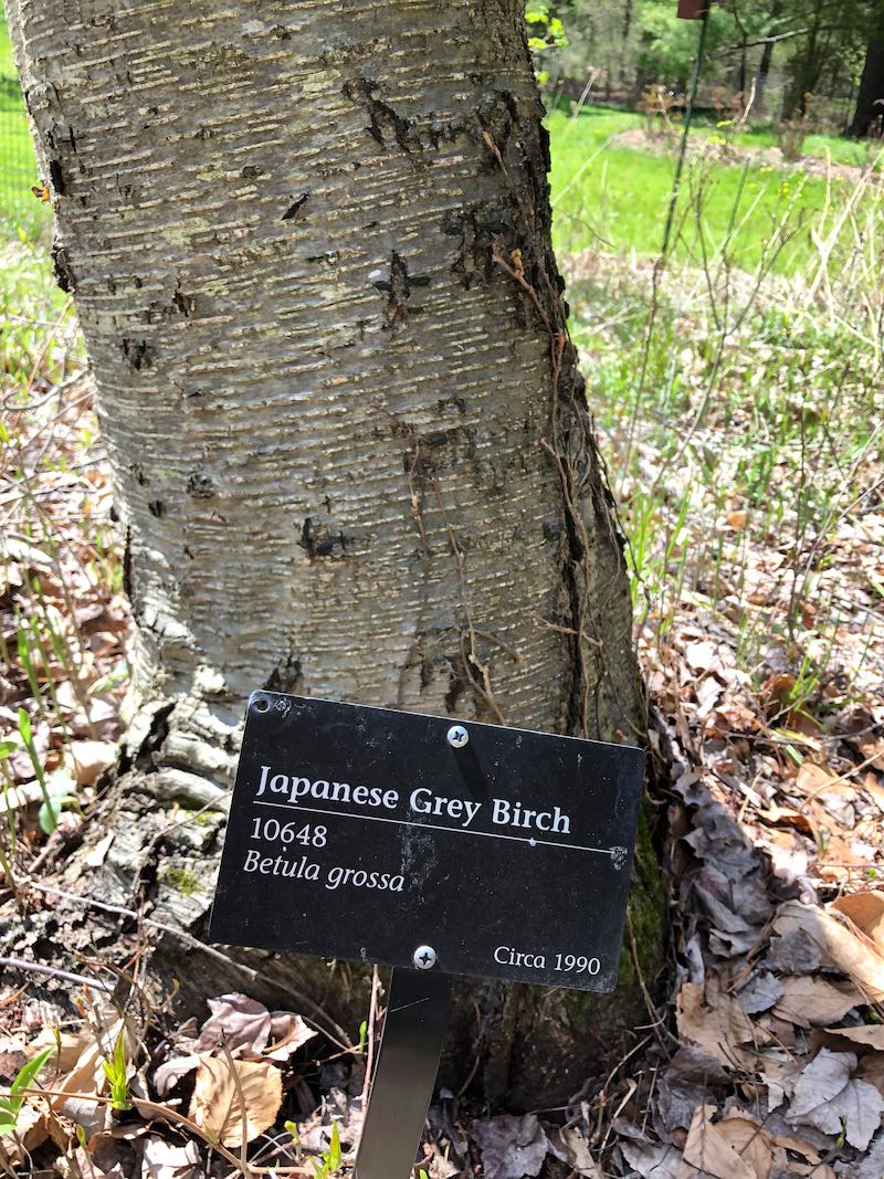 Japanese Grey Birch